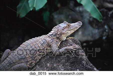 High angle view of an alligator on a rock View Large Photo Image Stock Photography - High angle view of an alligator on a rock. Fotosearch