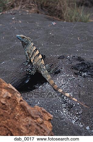 High angle view of an iguana sitting on a rock View Large Photo Image Stock Photo - High angle view of an iguana sitting on a rock. Fotosearch
