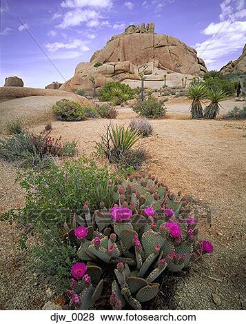High angle view of cacti in the desert View Large Photo Image Stock Photo - High angle view of cacti in the desert. Fotosearch