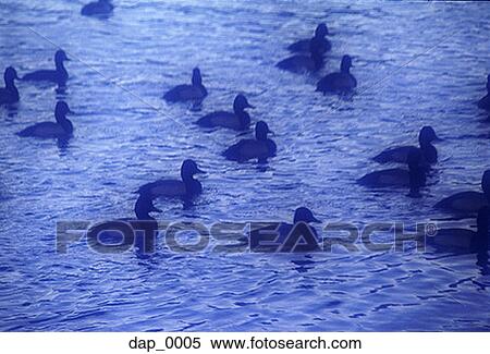 High angle view of ducks in water View Large Photo Image Stock Photography - High angle view of ducks in water. Fotosearch