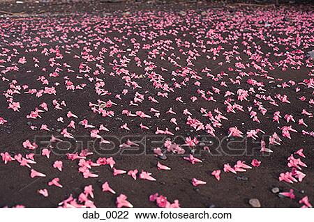High angle view of fallen flowers on the ground View Large Photo Image Stock Image - High angle view of fallen flowers on the ground. Fotosearch