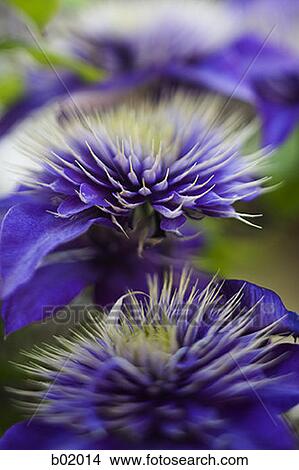 High angle view of flowers View Large Photo Image Picture - High angle view of flowers. Fotosearch