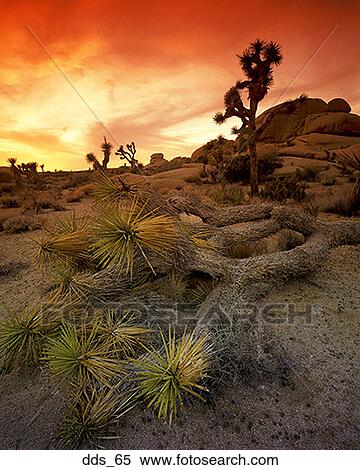 High angle view of Joshua trees in a desert View Large Photo Image Stock Photography - High angle view of Joshua trees in a desert. Fotosearch