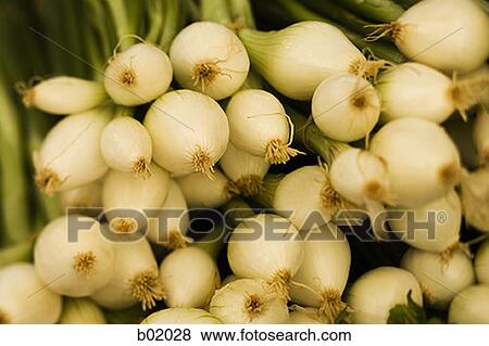 High angle view of onions View Large Photo Image Stock Photo - High angle view of onions. Fotosearch