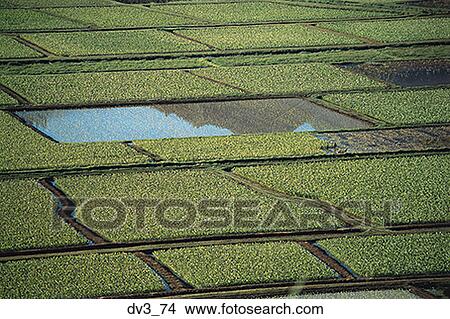 High angle view of paddy fields View Large Photo Image Picture - High angle view of paddy fields. Fotosearch