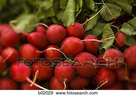 High angle view of radishes View Large Photo Image Stock Photo - High angle view of radishes. Fotosearch