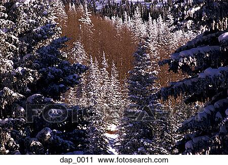 High angle view of snow covered pine trees in a forest View Large Photo Image Stock Image - High angle view of snow covered pine trees in a forest. Fotosearch