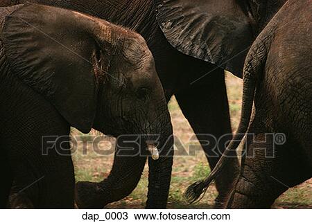 High angle view of three elephants walking View Large Photo Image Stock Image - High angle view of three elephants walking. Fotosearch