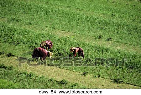 Picture - High angle view of three farmers in a paddy field. Fotosearch