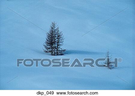 High angle view of two bare pine trees in snow View Large Photo Image Stock Photo - High angle view of two bare pine trees in snow. Fotosearch