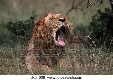 Lion yawning in the forest View Large Photo Image Stock Photo - Lion yawning in the forest. Fotosearch