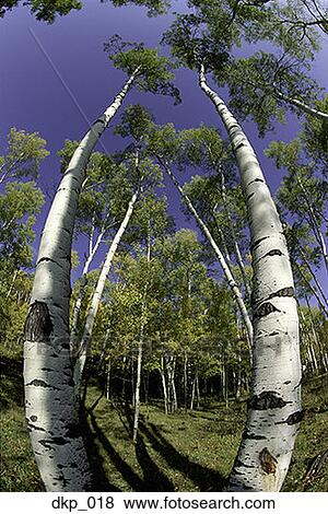Stock Photo - Low and wide angle view of trees in a forest. Fotosearch