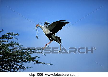 Low angle view of a bird holding a branch and flying towards a tree View Large Photo Image Stock Photograph - Low angle view of a bird holding a branch and flying towards a tree. Fotosearch