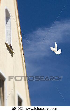 Low angle view of a building, with a bird in the sky View Large Photo Image Stock Image - Low angle view of a building, with a bird in the sky. Fotosearch