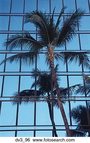 Low angle view of a palm tree outside a building View Large Photo Image Stock Photograph - Low angle view of a palm tree outside a building. Fotosearch