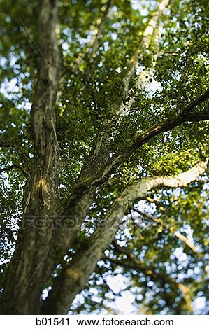 Stock Image - Low angle view of a tree. Fotosearch
