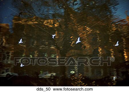 Low angle view of birds flying in front of a reflection of a building View Large Photo Image Stock Image - Low angle view of birds flying in front of a reflection of a building. Fotosearch