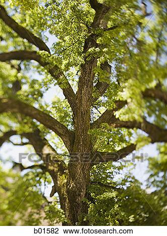 Stock Image - Low angle view of branches of a tree. Fotosearch