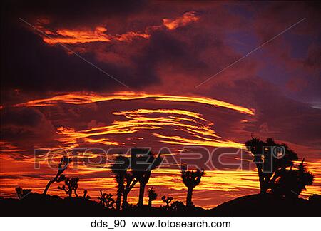 Low angle view of Joshua tree silhouettes in a desert View Large Photo Image Stock Image - Low angle view of Joshua tree silhouettes in a desert. Fotosearch