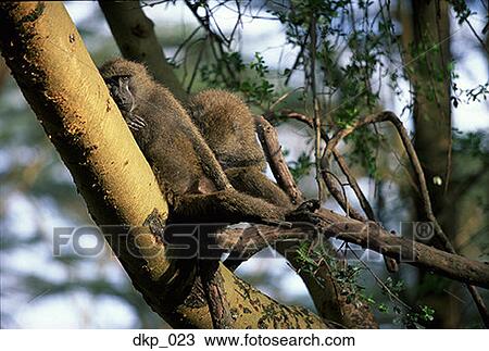 Low angle view of monkeys on a tree View Large Photo Image Stock Image - Low angle view of monkeys on a tree. Fotosearch