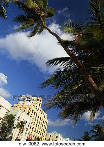 Low angle view of palm trees and buildings View Large Photo Image Stock Image - Low angle view of palm trees and buildings. Fotosearch