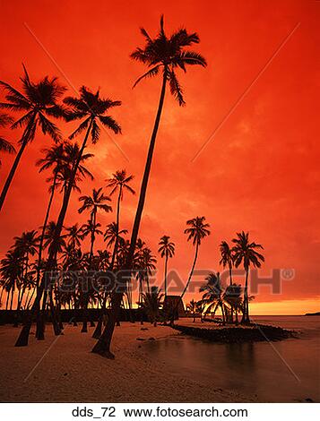 Stock Image - Low angle view of palm trees on a beach. Fotosearch
