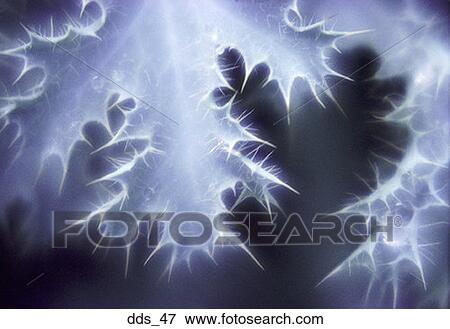 Low angle view of sunlight reflected onto thistle leaves View Large Photo Image Stock Photo - Low angle view of sunlight reflected onto thistle leaves. Fotosearch