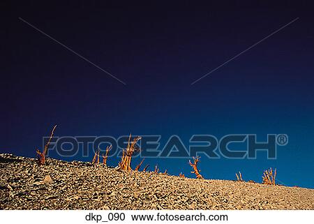 Low angle view of tree stumps View Large Photo Image Stock Image - Low angle view of tree stumps. Fotosearch