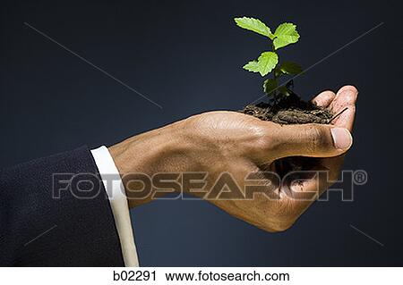 Man holding a sapling View Large Photo Image Stock Image - Man holding a sapling. Fotosearch