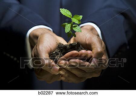 Man holding a sapling View Large Photo Image Stock Photo - Man holding a sapling. Fotosearch
