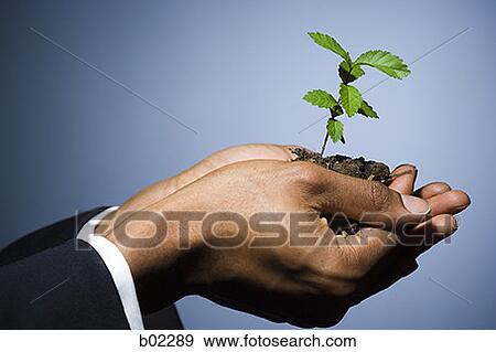 Stock Photo - Man holding a sapling. Fotosearch