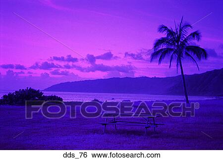 Stock Photograph - Palm tree on the coast. Fotosearch