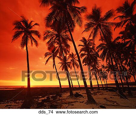 Picture - Palm trees on a beach. Fotosearch
