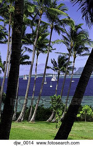 Palm trees on the coast View Large Photo Image Picture - Palm trees on the coast. Fotosearch