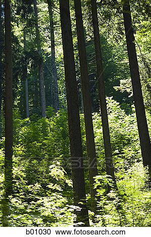 Panoramic view of a forest View Large Photo Image Stock Image - Panoramic view of a forest. Fotosearch