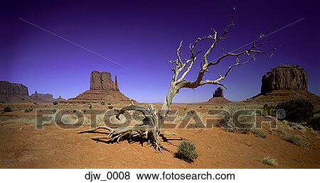 Panoramic view of an old tree and rock formations in the desert View Large Photo Image Stock Photo - Panoramic view of an old tree and rock formations in the desert. Fotosearch