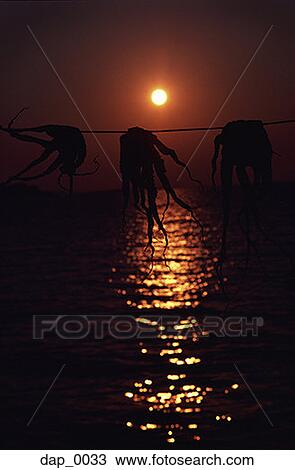 Plants hanging on a clothesline at dusk View Large Photo Image Stock Image - Plants hanging on a clothesline at dusk. Fotosearch