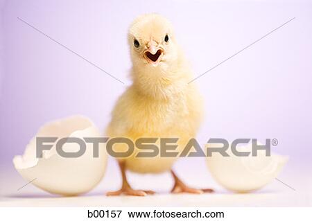 Portrait of a baby chick beside broken white eggshell View Large Photo Image Stock Photo - Portrait of a baby chick beside broken white eggshell. Fotosearch
