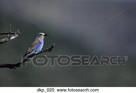 Profile of a bird perched on a tree branch View Large Photo Image Stock Image - Profile of a bird perched on a tree branch. Fotosearch