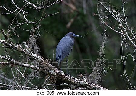 Profile of a bird perching on a tree branch View Large Photo Image Stock Photography - Profile of a bird perching on a tree branch. Fotosearch