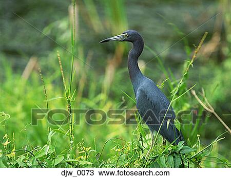 Profile of a bird View Large Photo Image Stock Image - Profile of a bird. Fotosearch