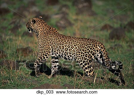 Profile of a cheetah in the wild View Large Photo Image Stock Image - Profile of a cheetah in the wild. Fotosearch