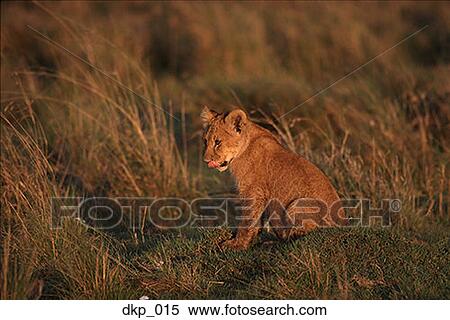 Profile of a cub in a field View Large Photo Image Stock Photography - Profile of a cub in a field. Fotosearch