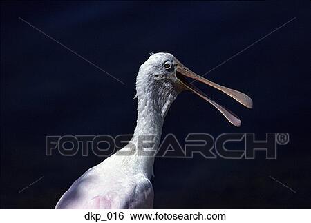 Profile of a pelican View Large Photo Image Stock Photograph - Profile of a pelican. Fotosearch