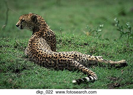 Rear view of a cheetah lying on grass View Large Photo Image Stock Image - Rear view of a cheetah lying on grass. Fotosearch