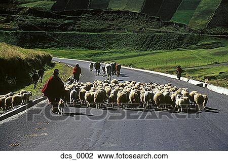 Stock Image - Rear view of a shepherd leading a herd of sheep on a road. Fotosearch