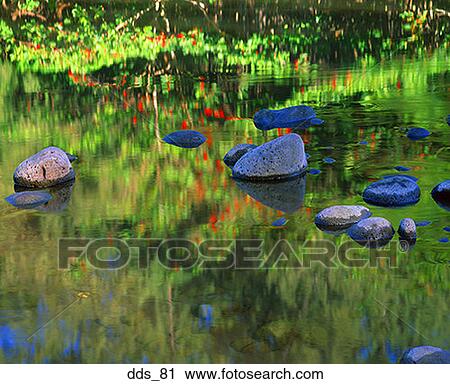 Reflection of plants on a pond View Large Photo Image Stock Image - Reflection of plants on a pond. Fotosearch