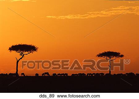 Stock Photo - Silhouette of a herd of wildebeest grazing in a pasture. Fotosearch