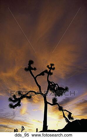 Silhouette of a Joshua tree in a desert View Large Photo Image Stock Photography - Silhouette of a Joshua tree in a desert. Fotosearch