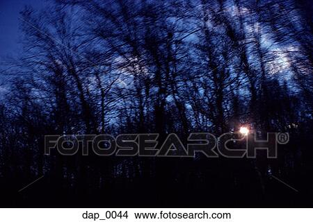 Picture - Silhouettes of trees at dusk. Fotosearch
